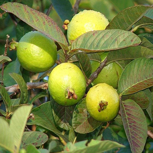 Gauva-Tree-Farm